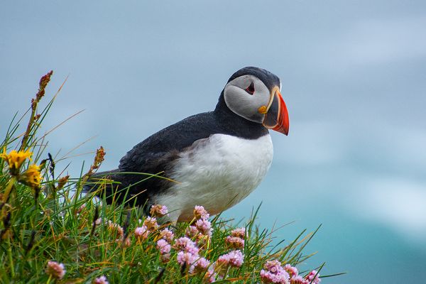 Papageientaucher bei Islandwetter