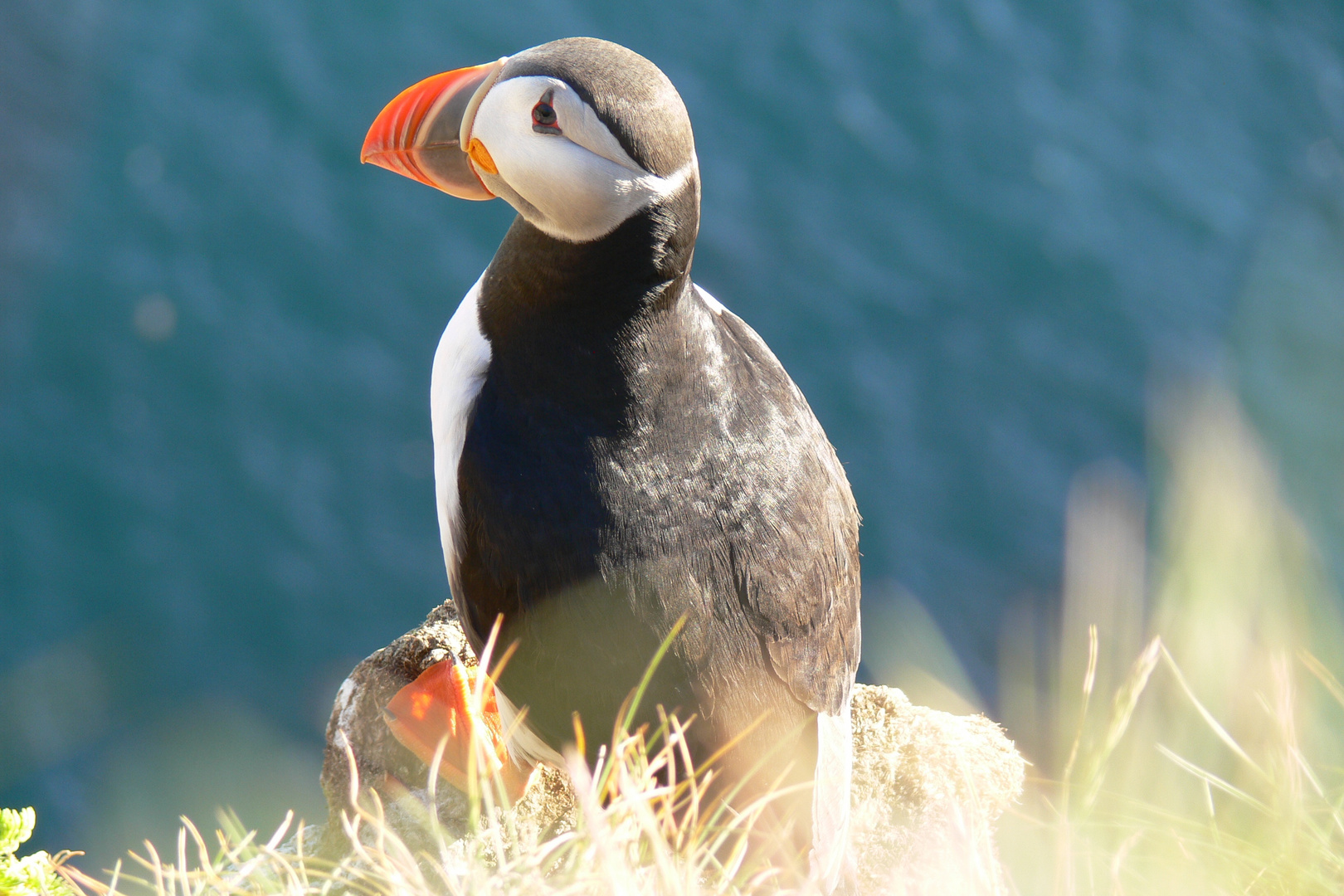 Papageientaucher bei Latrabjarg