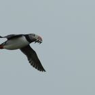 Papageientaucher beim fliegen in Island