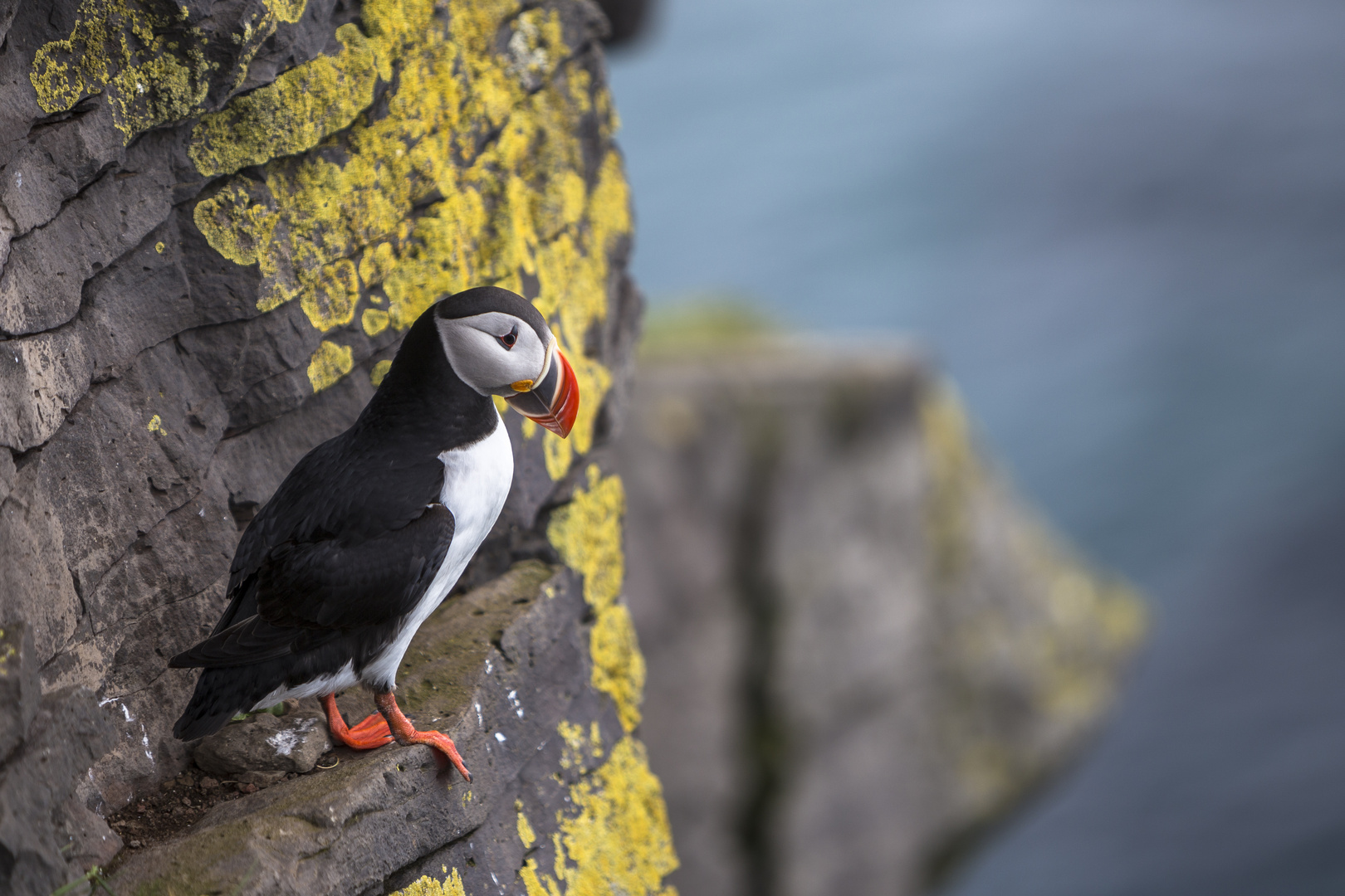 Papageientaucher bereit zum Abflug auf Island