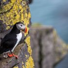 Papageientaucher bereit zum Abflug auf Island