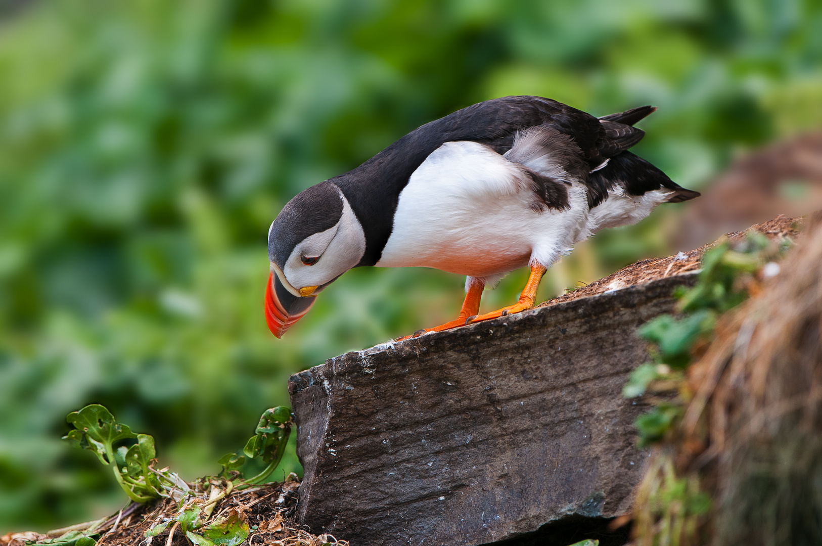 Papageientaucher