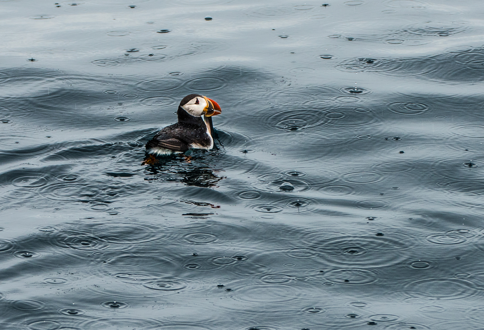 Papageientaucher                      DSC_3236-2