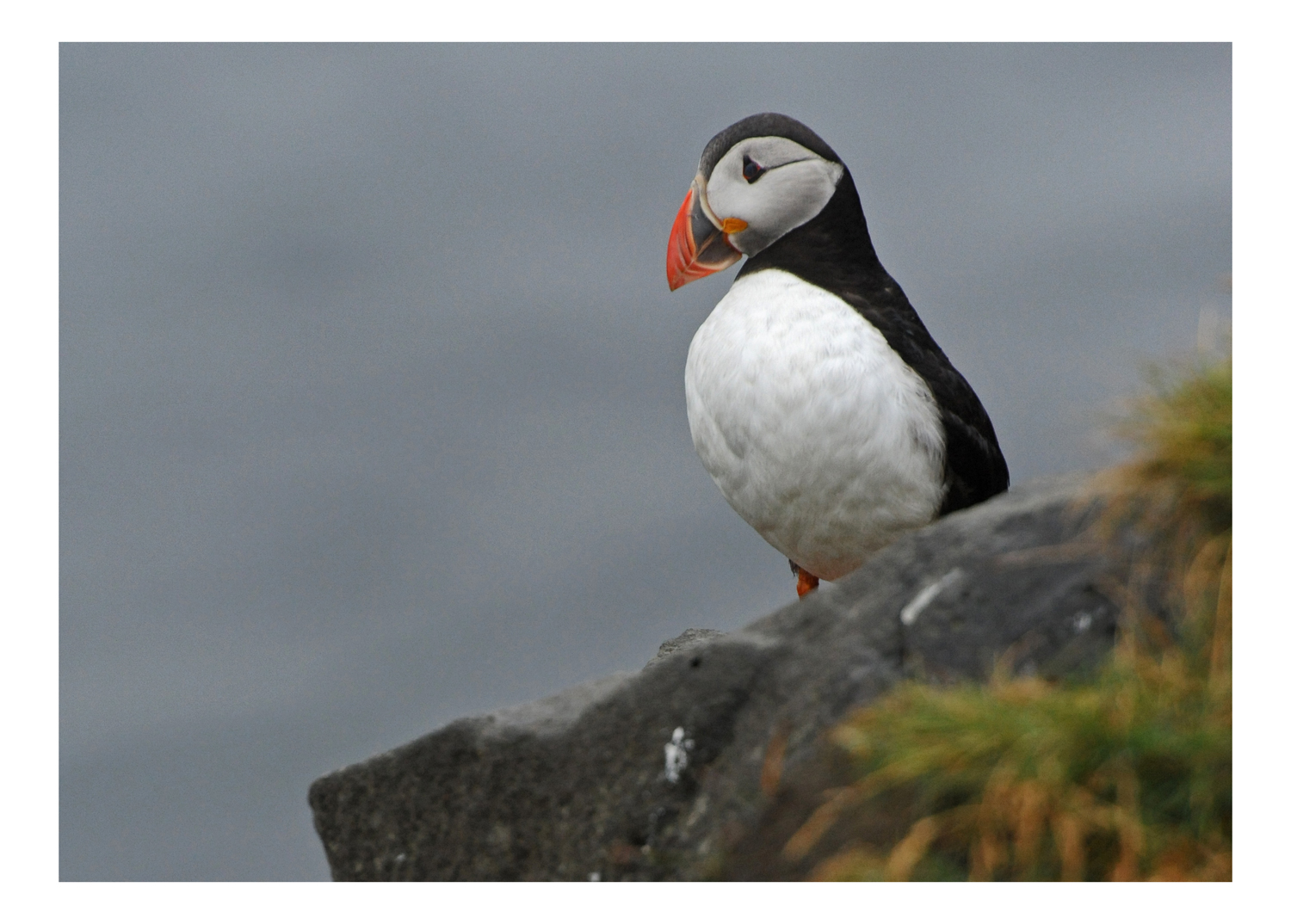 Papageientaucher - Dyrholaey, Island