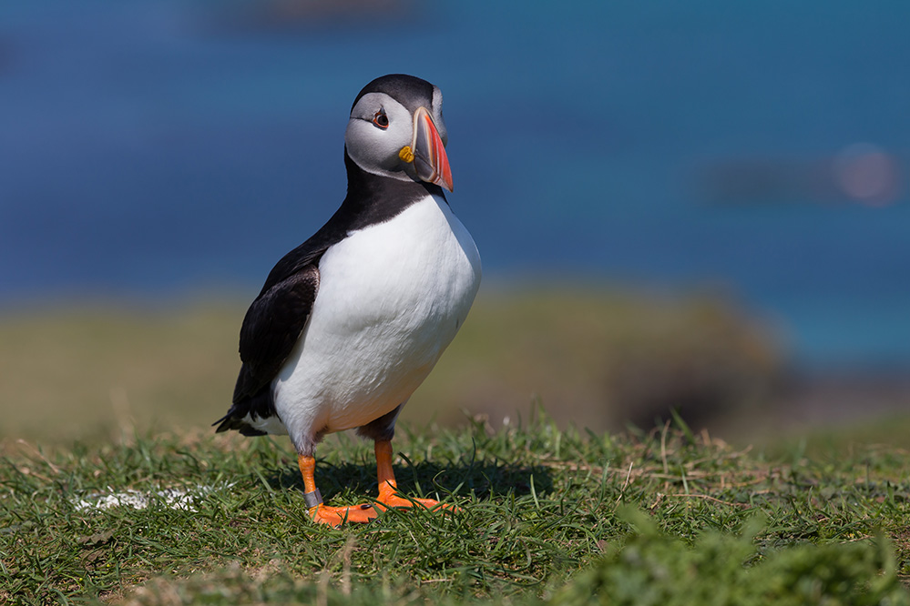 Papageientaucher