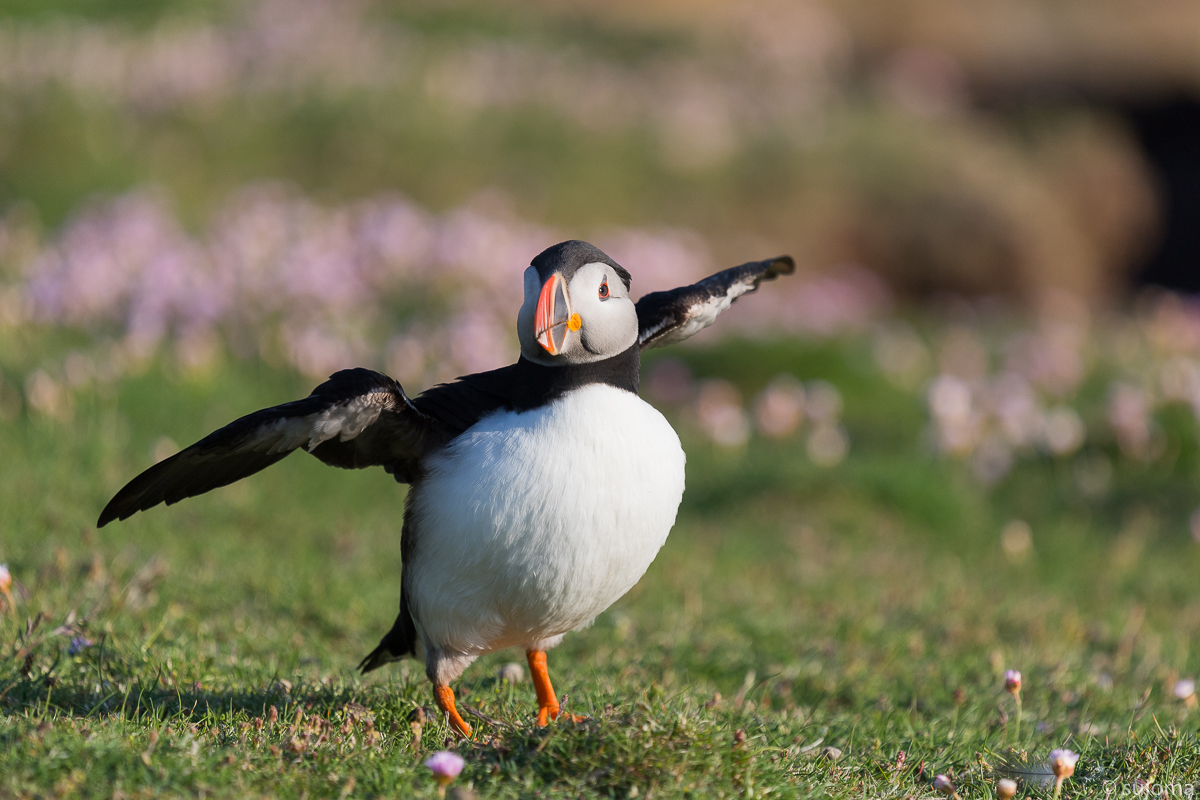 Papageientaucher 