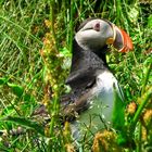 Papageientaucher (Fratercula arctica)