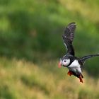 Papageientaucher im Anflug