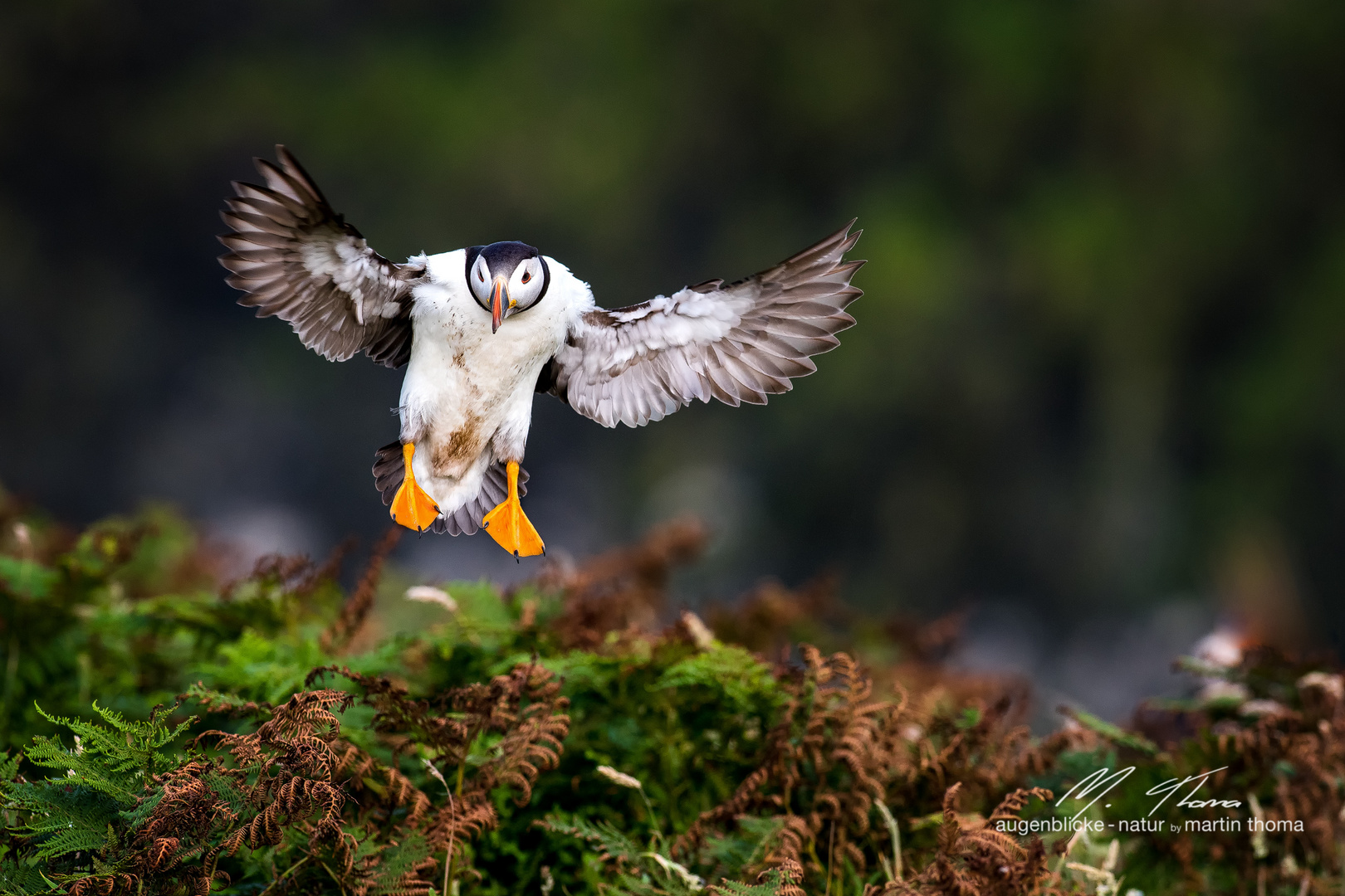 Papageientaucher im Anflug