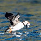 Papageientaucher im Bleik Vesterålen 