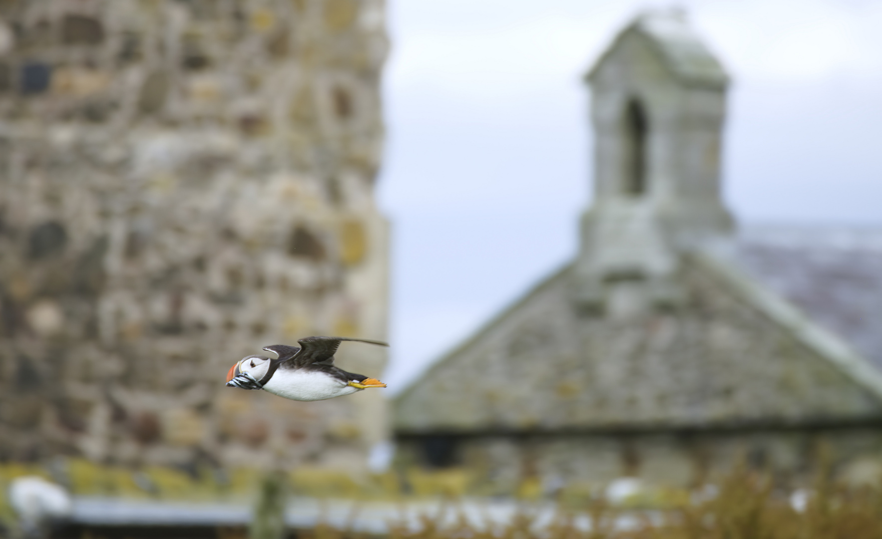 Papageientaucher im Flug