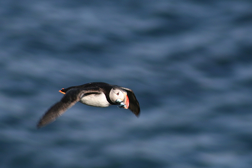 Papageientaucher im Flug