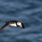 Papageientaucher im Flug