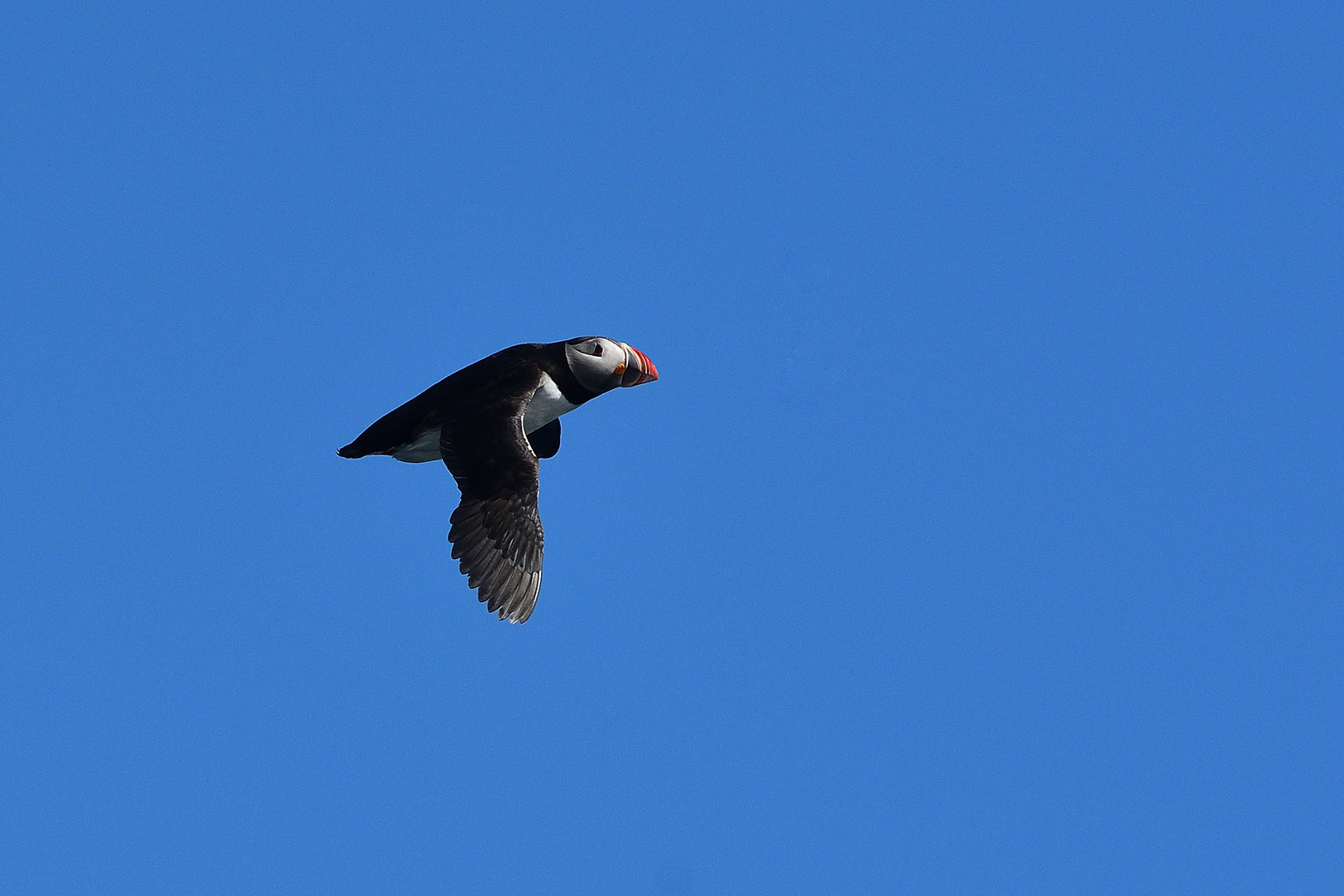 Papageientaucher im Flug