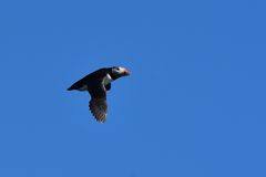 Papageientaucher im Flug