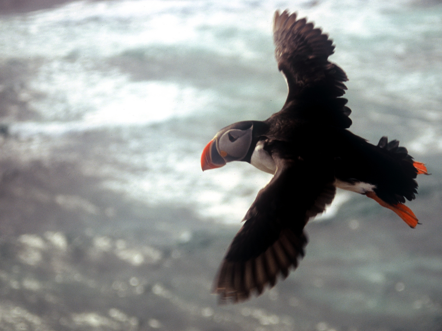 Papageientaucher im Flug auf Island