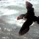 Papageientaucher im Flug auf Island