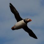 Papageientaucher im Flug (Puffin)