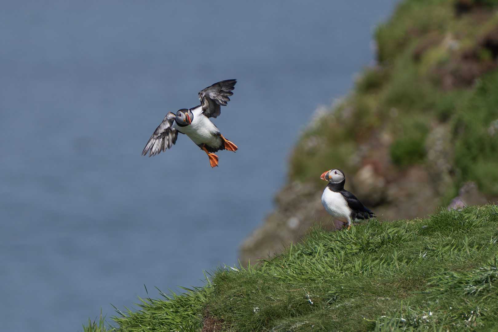 Papageientaucher im Landeanflug