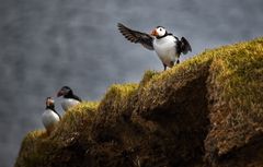 Papageientaucher im Nordosten Islands