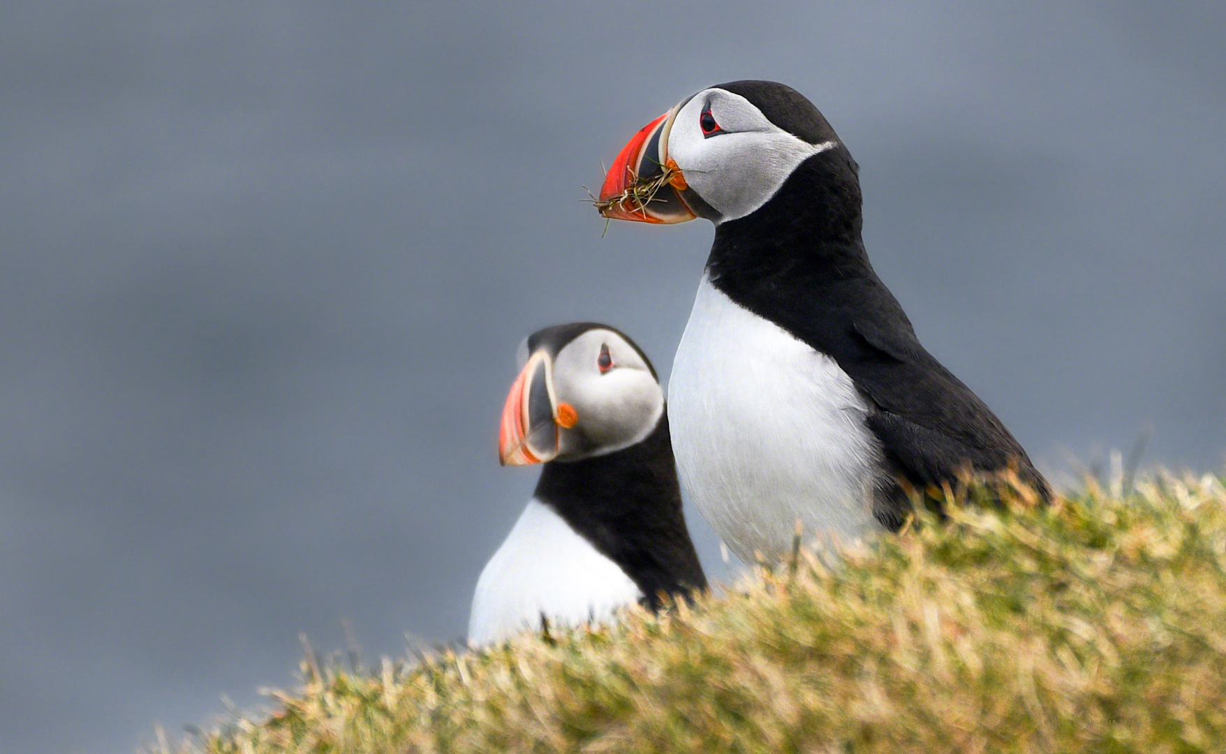 Papageientaucher im Nordosten Islands