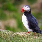 Papageientaucher im Regen