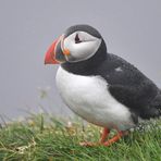 Papageientaucher im Regen