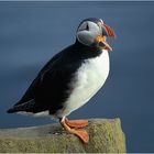 Papageientaucher in den Westfjorden Islands