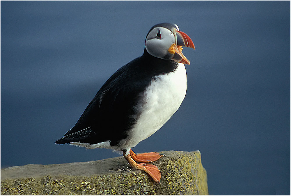 Papageientaucher in den Westfjorden Islands