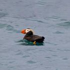 Papageientaucher in der Resurrection Bay in Alaska