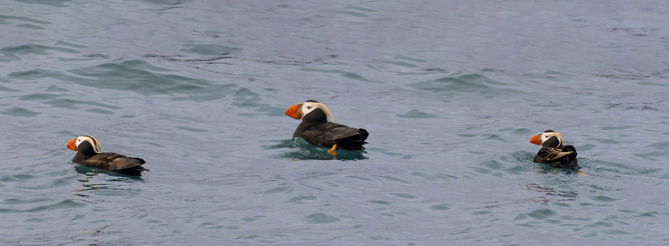 Papageientaucher in der Resurrection Bay in Alaska