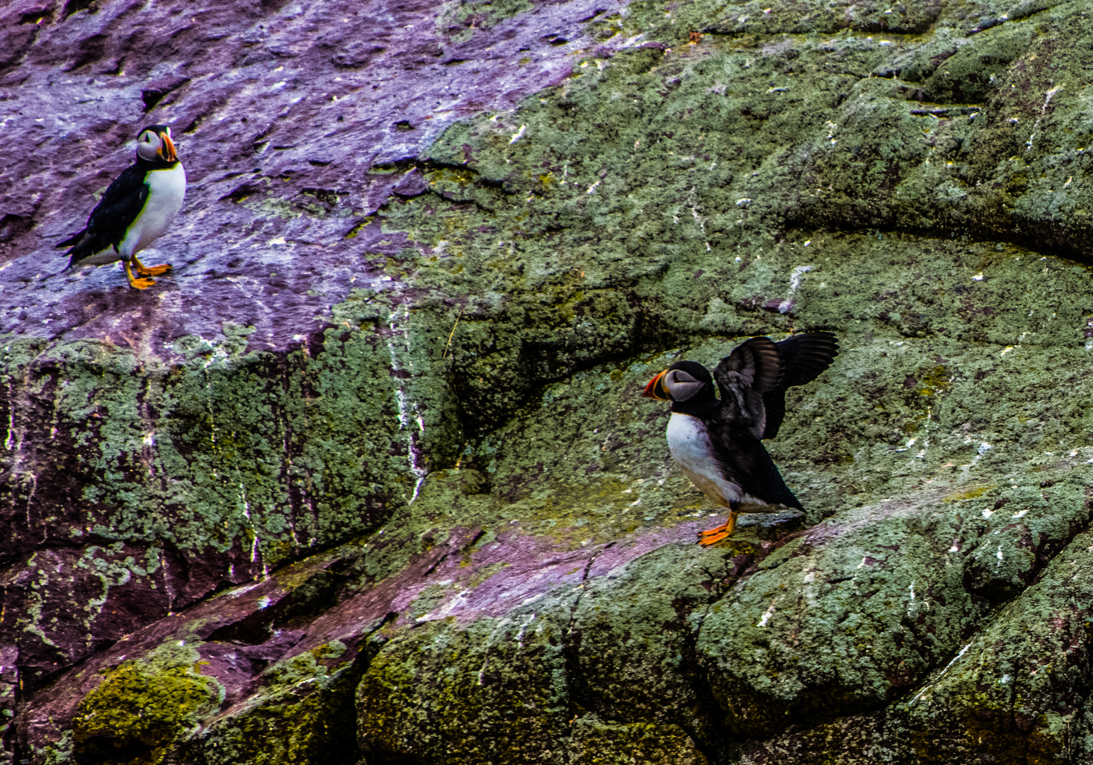 Papageientaucher in Farbe                     DSC_3261