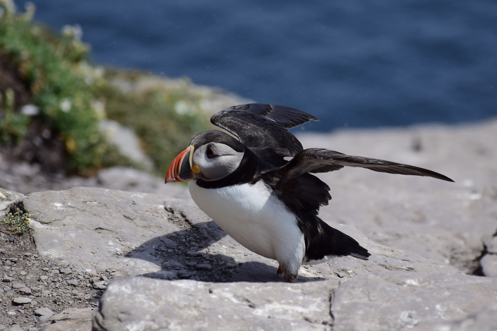 papageientaucher in Irland gelandet