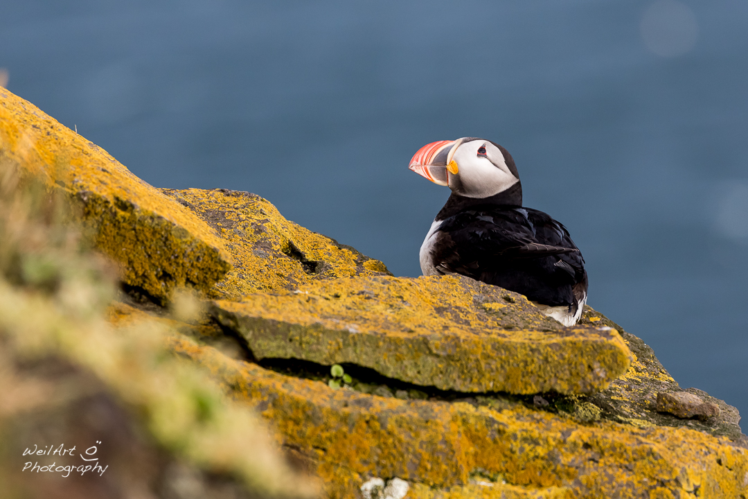 Papageientaucher in Island