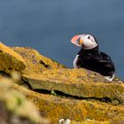 Papageientaucher in Island