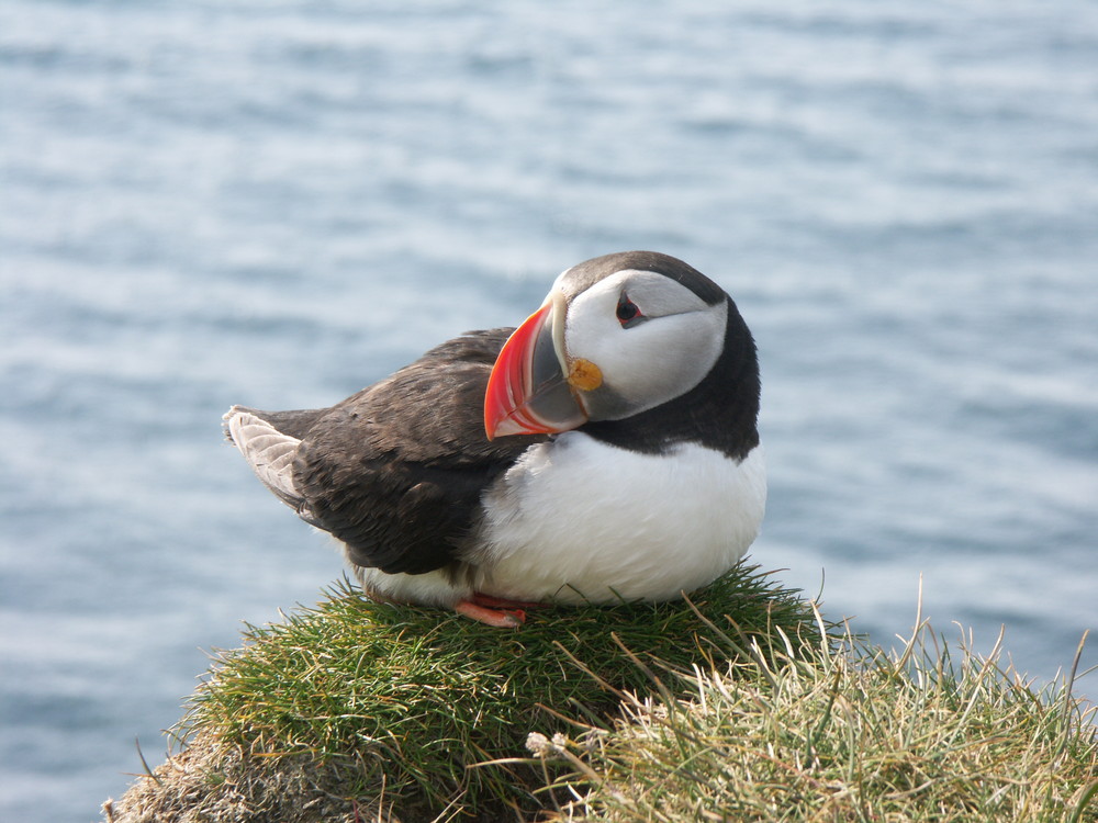 Papageientaucher in Island