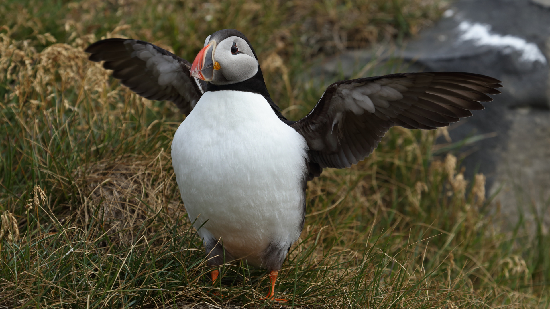 Papageientaucher in Island