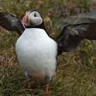 Papageientaucher in Island