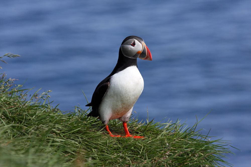 Papageientaucher in Island