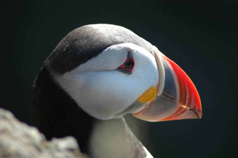 Papageientaucher in Latrabjarg / Island