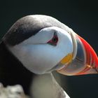 Papageientaucher in Latrabjarg / Island