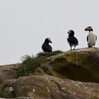 Papageientaucher in Neufundland