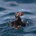 Papageientaucher in Norwegen