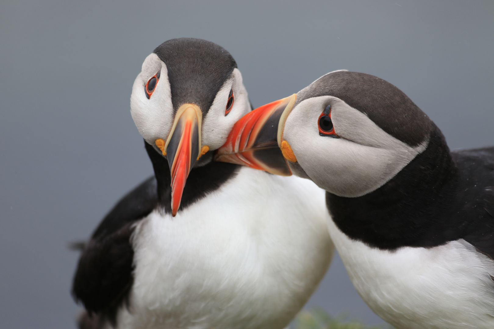 Papageientaucher in Schottland