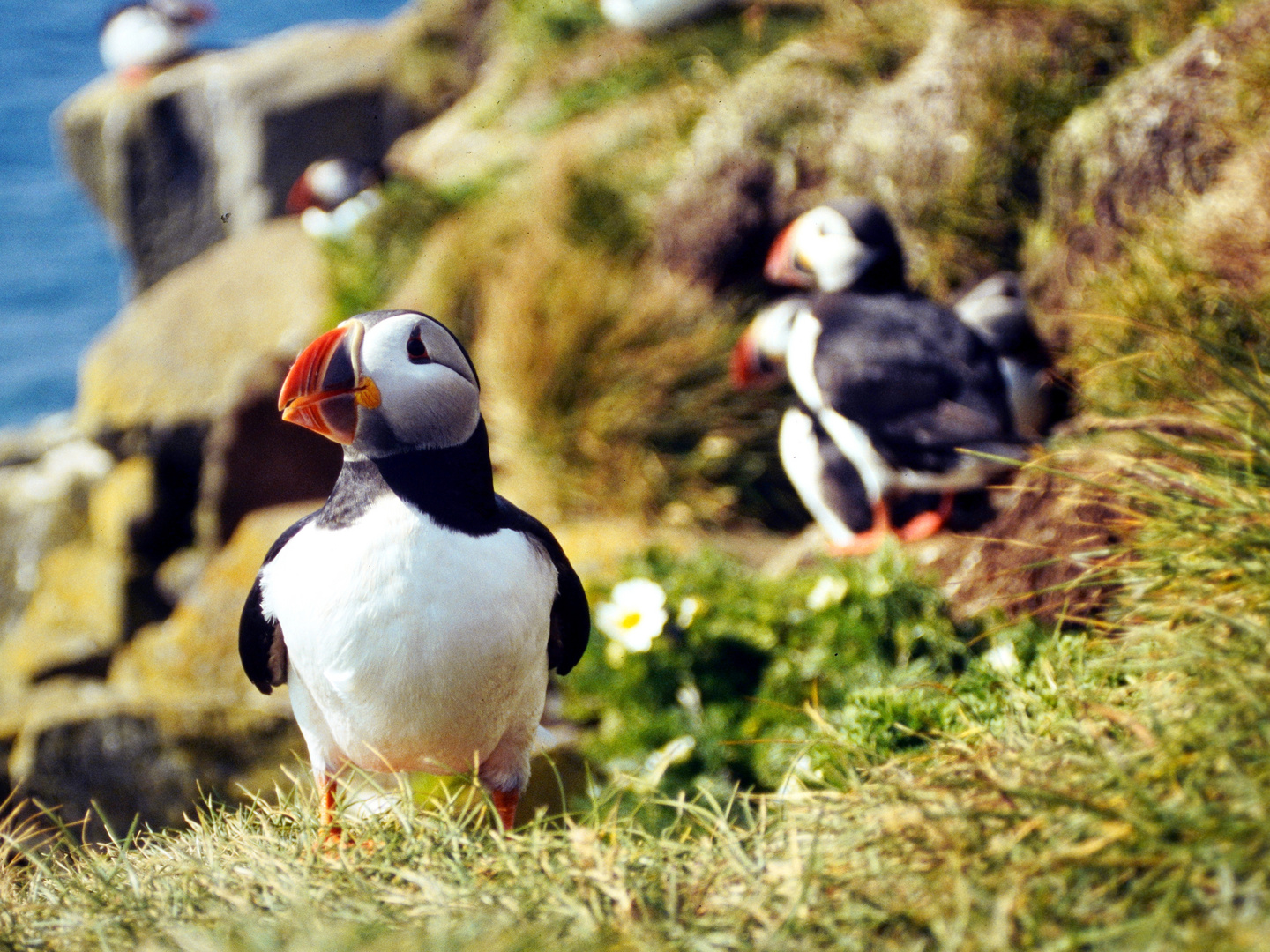 Papageientaucher in West-Island