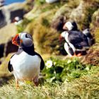 Papageientaucher in West-Island