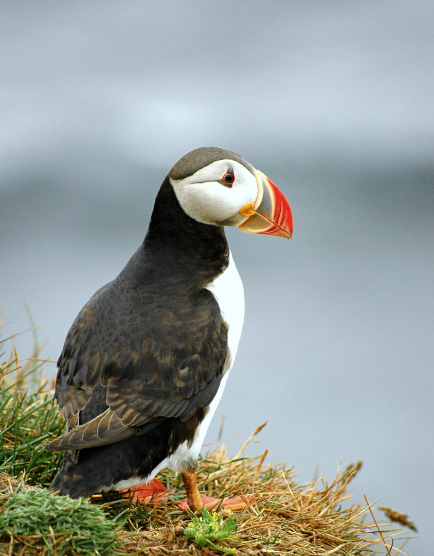 Papageientaucher (Island)