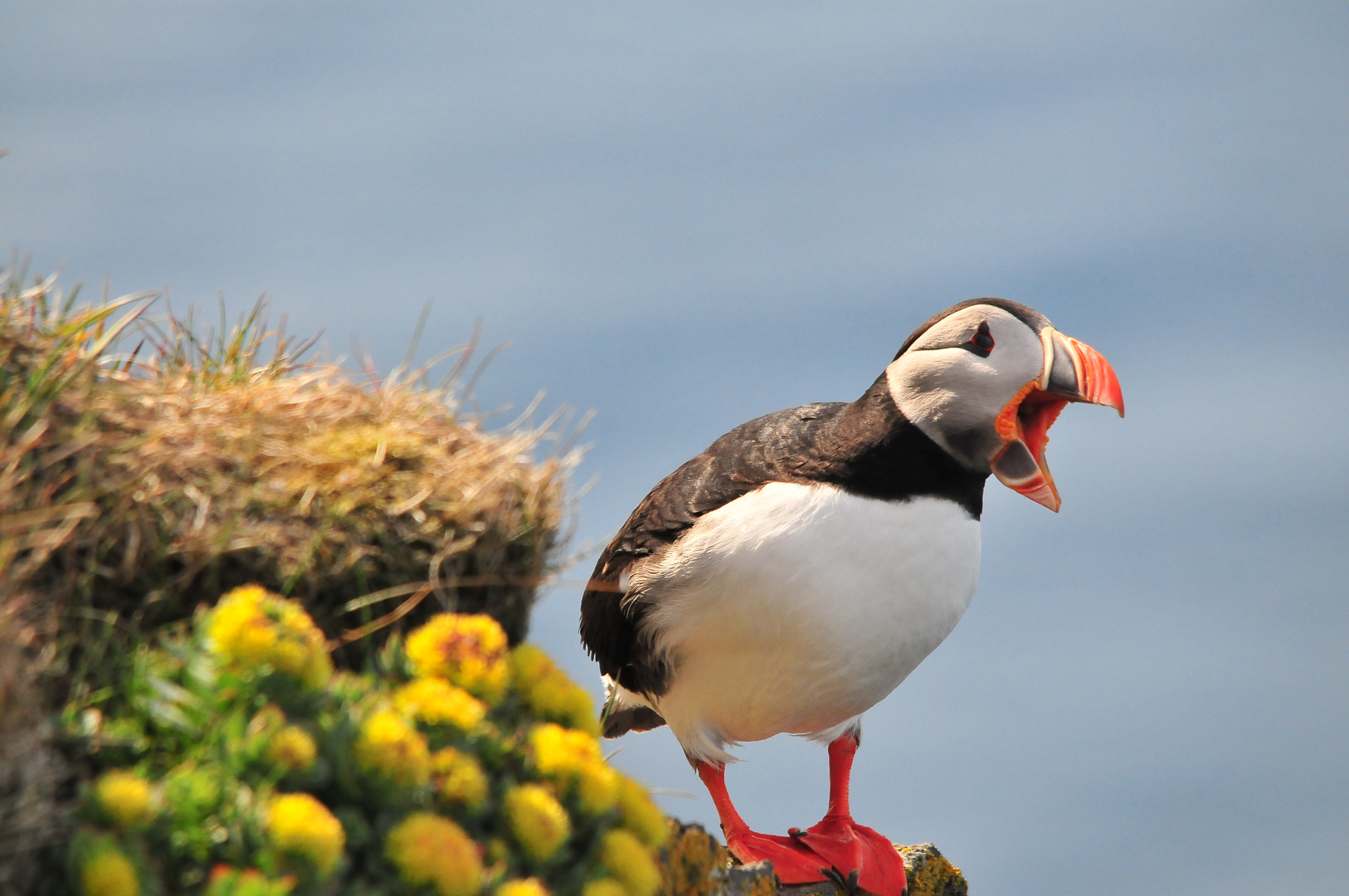 Papageientaucher - Island Westfjorde