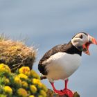 Papageientaucher - Island Westfjorde