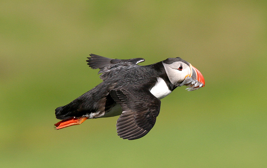 Papageientaucher, Lundi, Puffin in Islands Osten